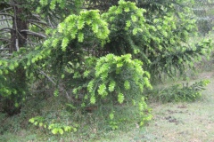 Fresh growth of Bunya Pine, a native conifer in the same genus as Hoop Pine. G Edwards QSN CC-BY-SA