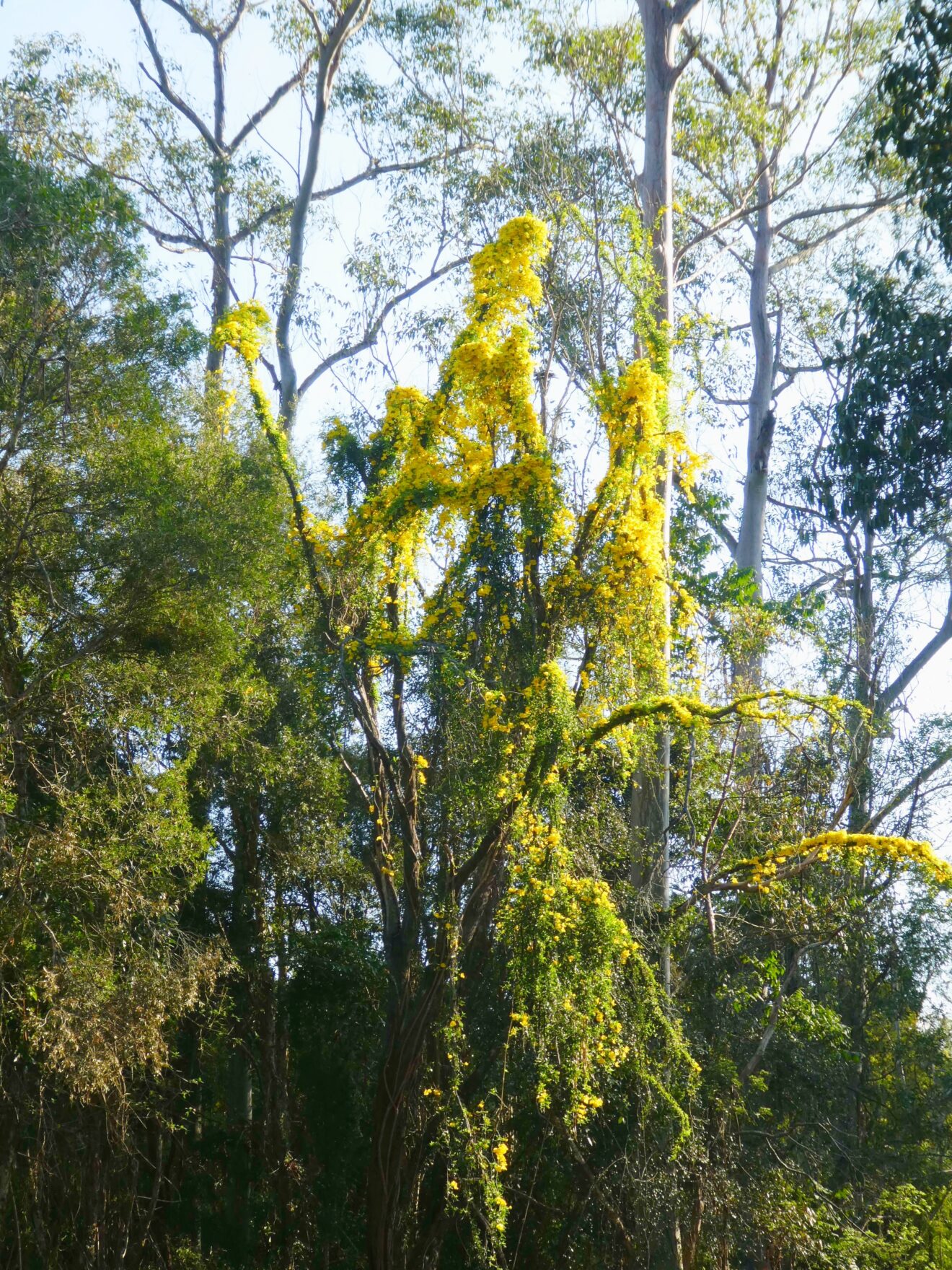 Cat’s Claw Creeper Doomer of Forests? Queensland Science Network